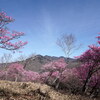 アカヤシオ囲む袈裟丸山