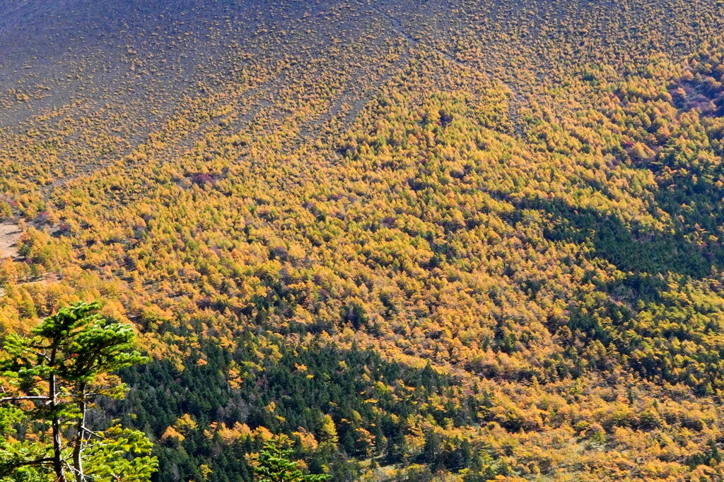 ゴールド染まる尾根