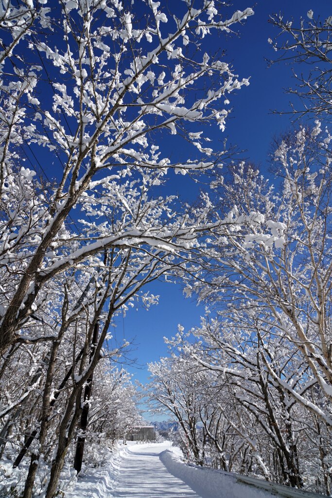 青と雪の雪街道