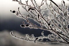 霧の氷