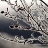 霧の氷
