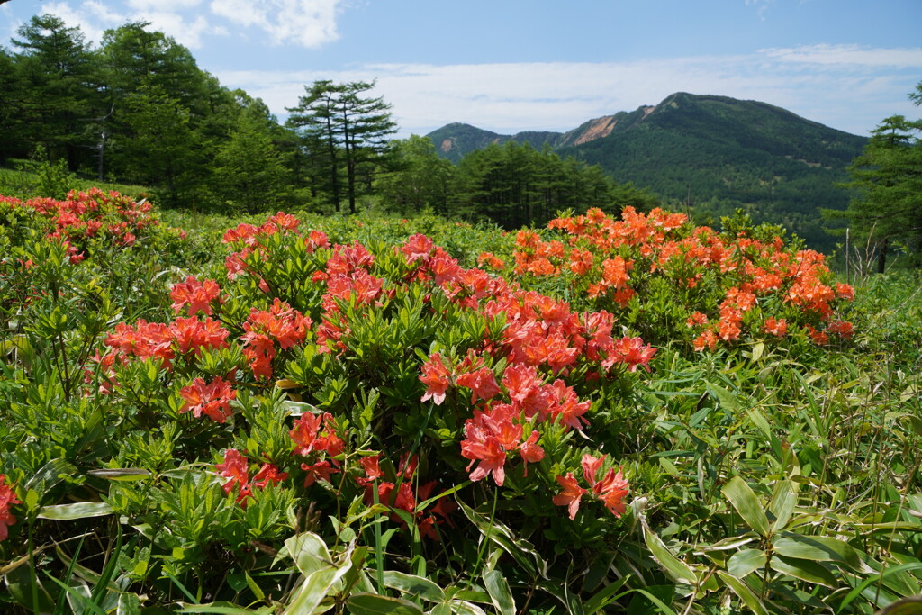 レンゲツツジ咲く高峰高原