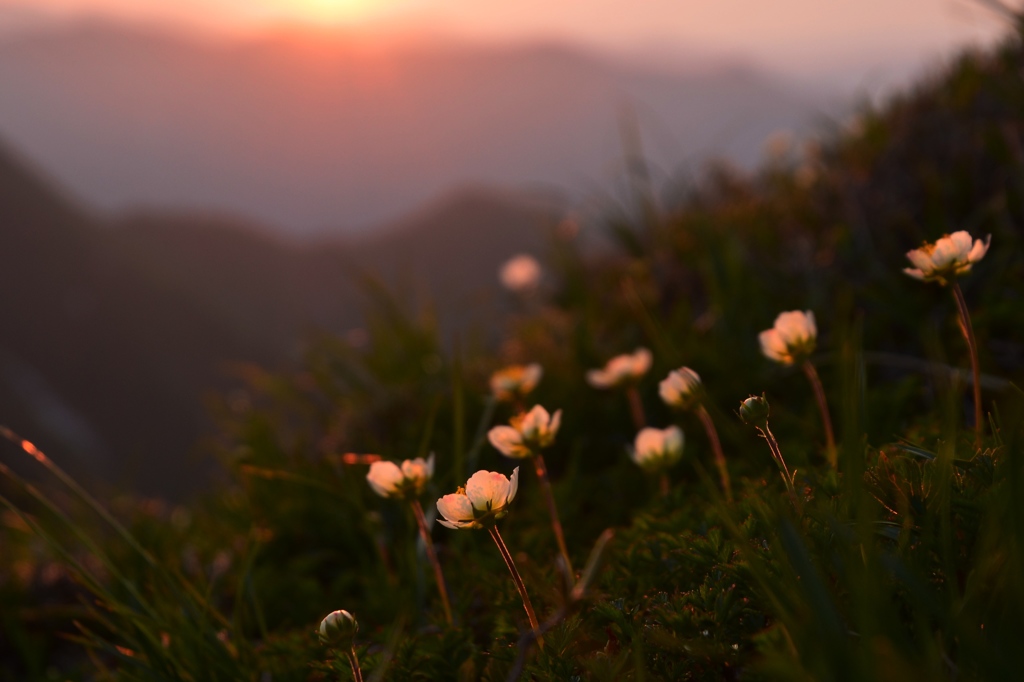 夕日のチングルマ