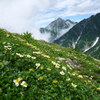 チングルマと剱岳