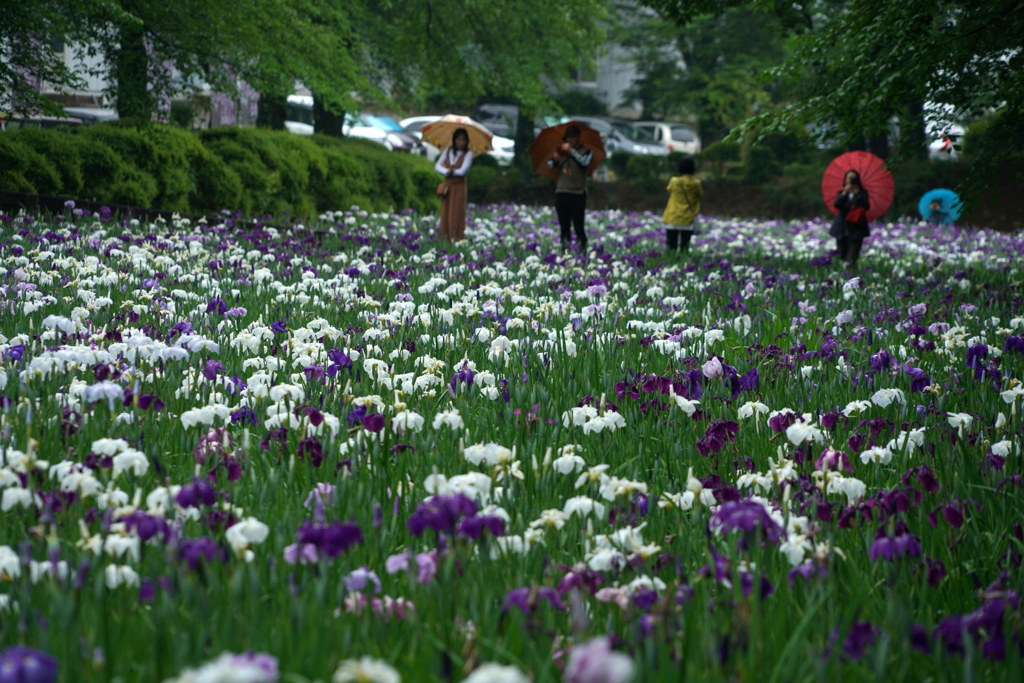 梅雨のお花見