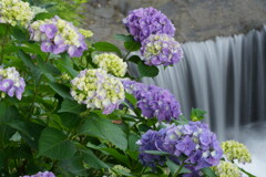 小野池の紫陽花