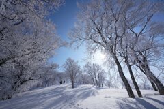 霧氷の森