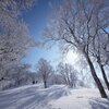 霧氷の森