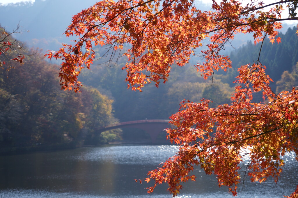 紅葉の碓氷湖