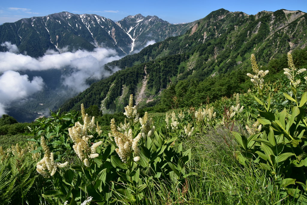 コバイケイソウ咲く後立山