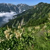 コバイケイソウ咲く後立山