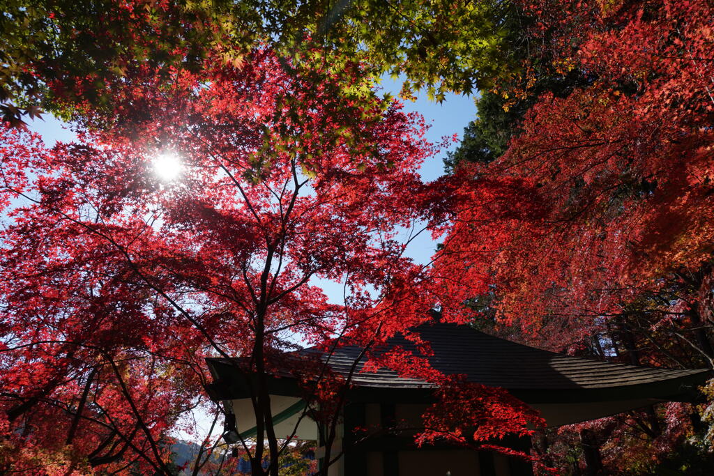 秋のモミジ寺