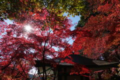 秋のモミジ寺