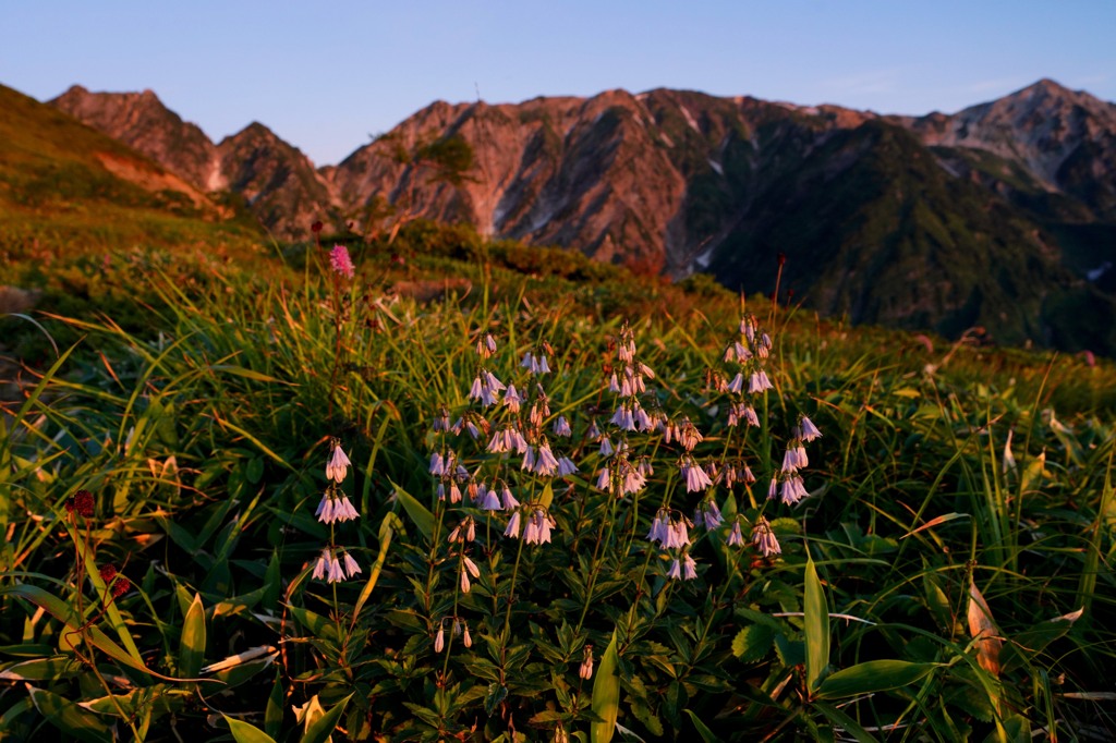 朝焼けの白馬三山