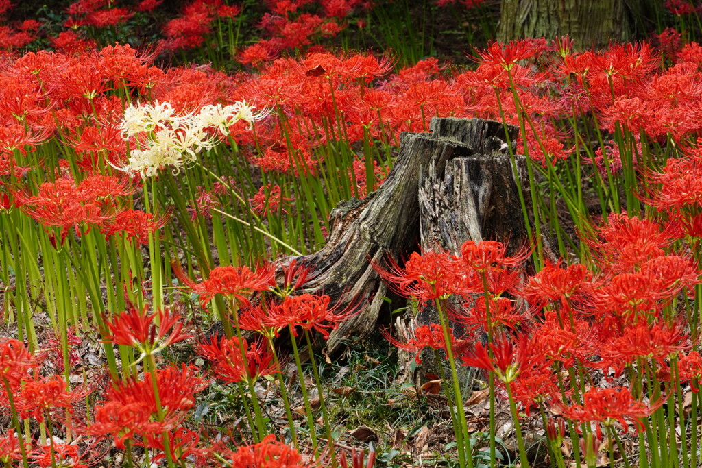 彼岸花咲く森