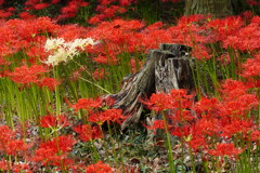 彼岸花咲く森