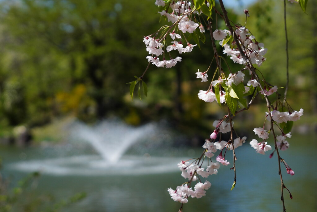 噴水の公園で