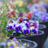 春の鉢植え