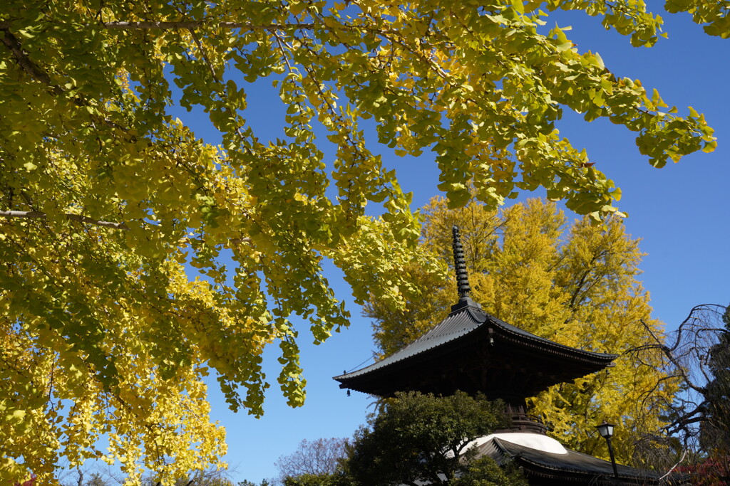鑁阿寺の大イチョウ