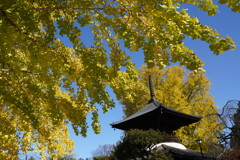 鑁阿寺の大イチョウ