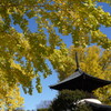 鑁阿寺の大イチョウ