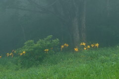 霧に咲くニッコウキスゲ