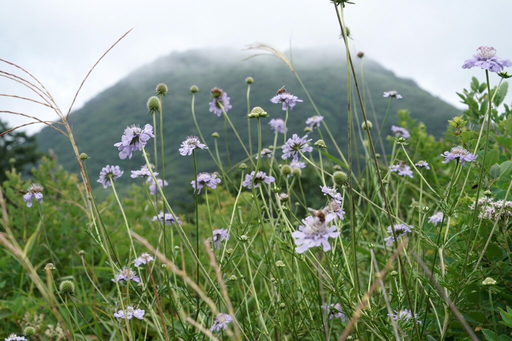 マツムシソウ咲く沼ノ原