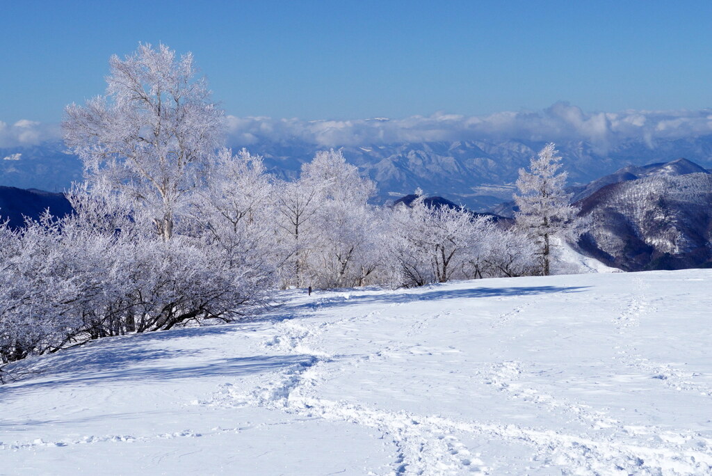 ３月の霧氷