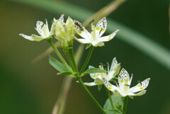 星の形の花びらたち