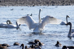 白鳥ダンス