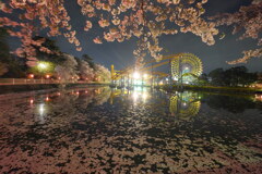 桜舞う華蔵寺公園の夜