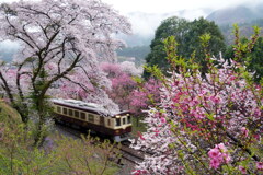 神戸駅の春列車