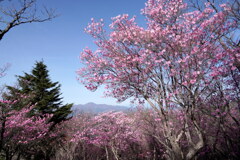 アカヤシオ咲く袈裟丸山