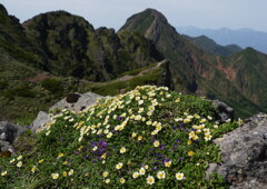 チョウノスケソウ咲く八ヶ岳の峰