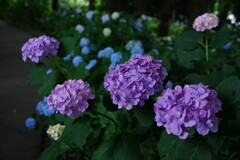アジサイの森