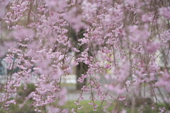 枝垂れ桜