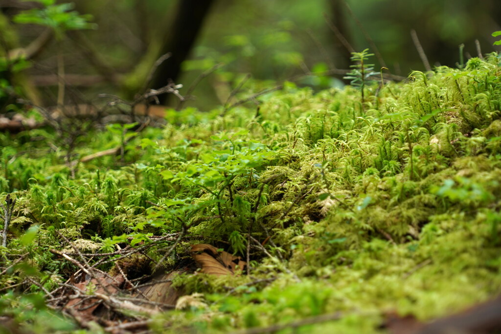 苔の森