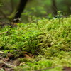 苔の森