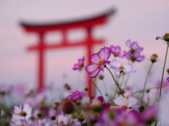 淡い祈り