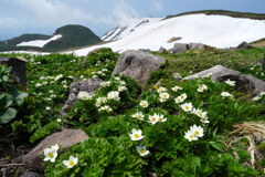 残雪残る花畑