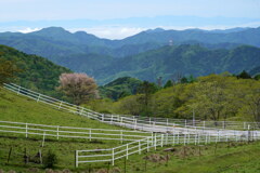 牧場の一本桜