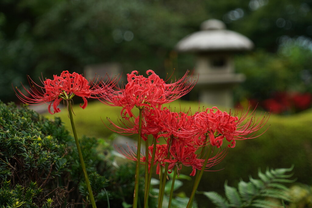 彼岸花咲く常楽寺