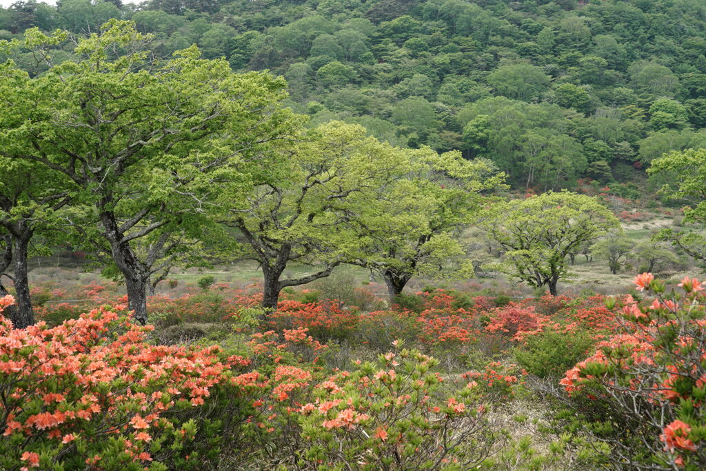 初夏の白樺牧場