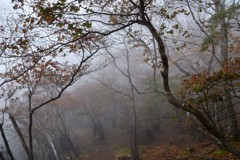 霧の森