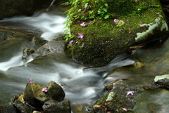 落花飾る沢