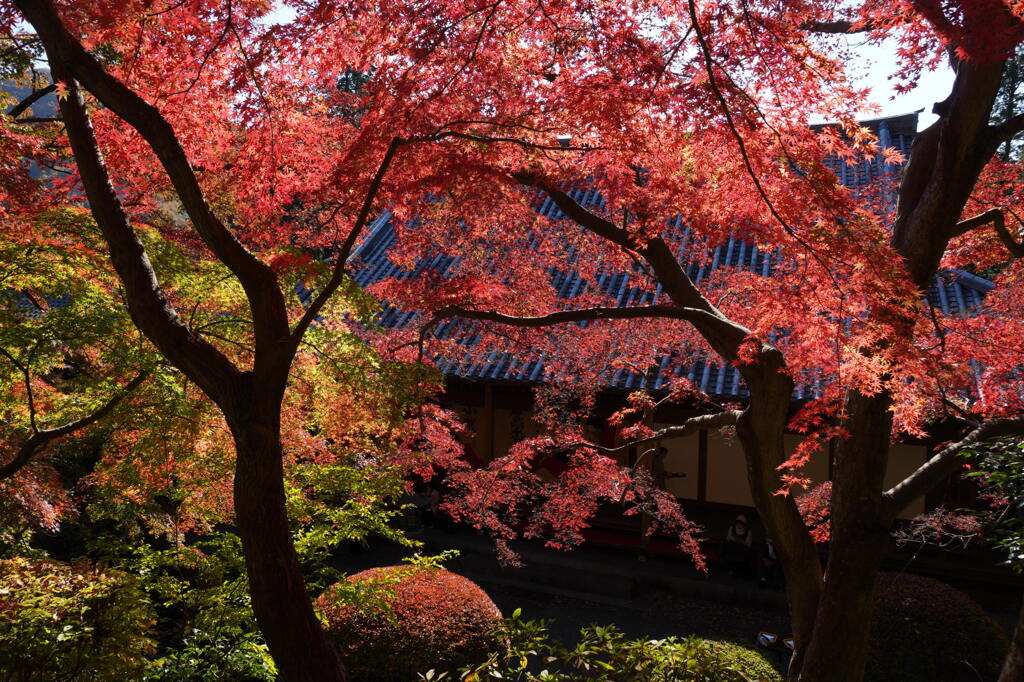 もみじ色付く崇禅寺　３