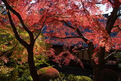 もみじ色付く崇禅寺　３
