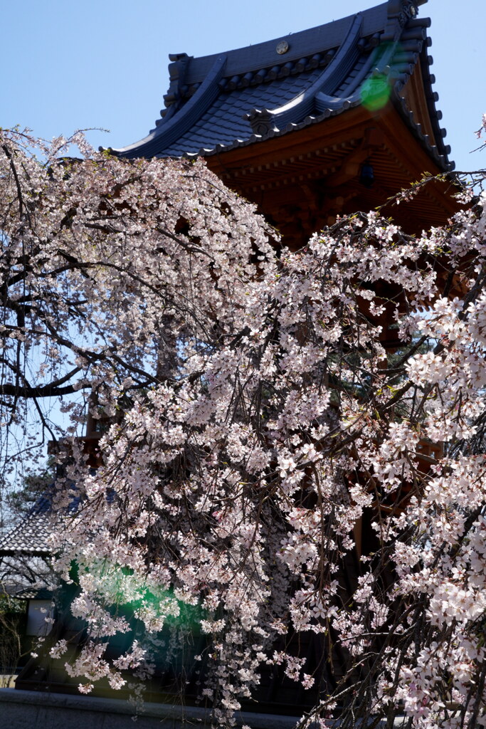 枝垂桜咲く慈眼寺