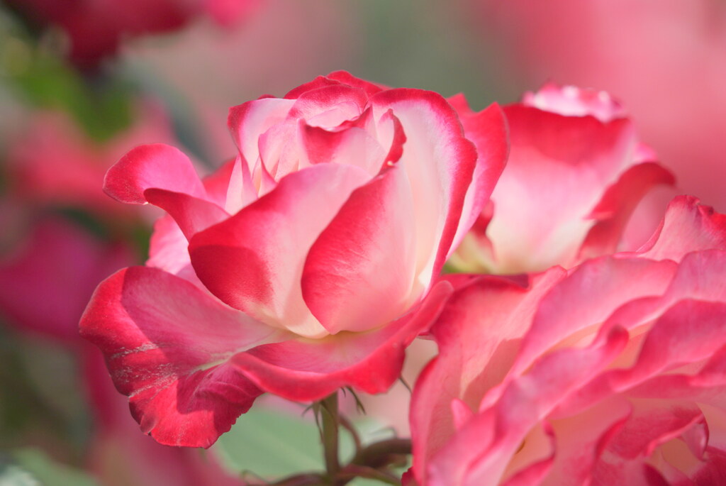 薔薇