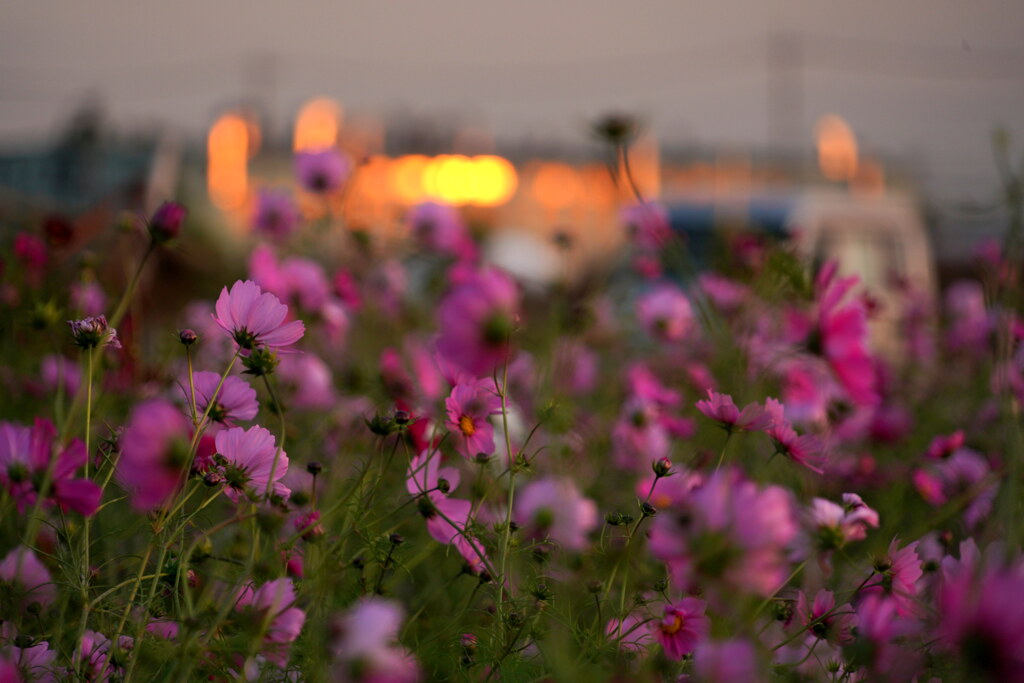 コスモス畑の夕暮れ